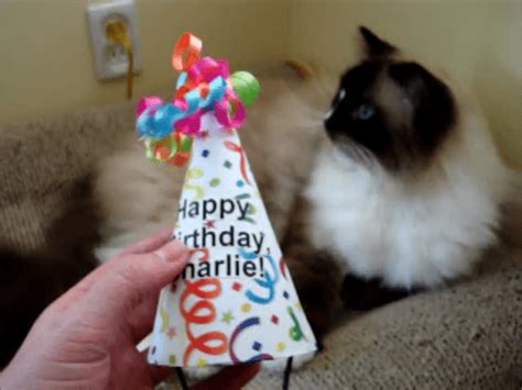 Cat Birthday Hats Diy Make A Birthday Party Hat For Your Cat