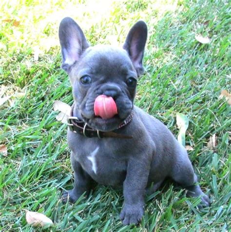 Breeding the finest akc registered french bulldog puppies in the country, 5 star rated by our customers. Blue Mini French Bulldog Bulldog for sale french | french ...
