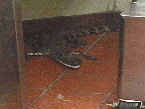 Man Arrested After Throwing Alligator Into Wendys Drive