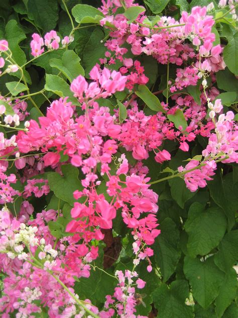 Small plants with tiny, pink flowers. Cure for Full Moon Blues « Evolutionary Process
