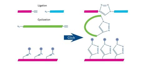 Click Chemistry A Valuable Tool For Peptide And Protein Modification