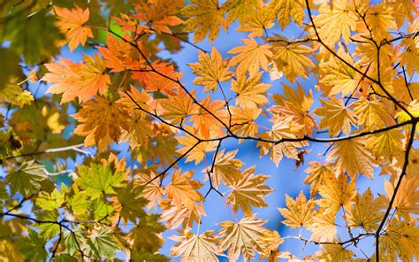 Autumn Sky Leaves Wallpaper 2560x1600 29032