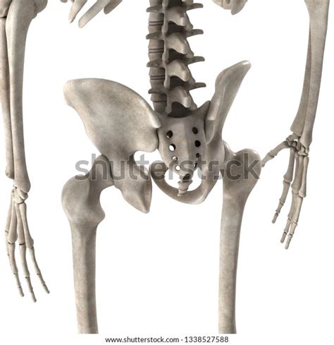 3d Render Male Skeleton Hips Stock Illustration 1338527588 Shutterstock