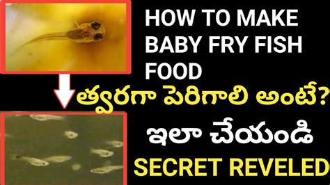 How To Make Baby Fry Fish Food In Telugu How To Feed Fish Babies In