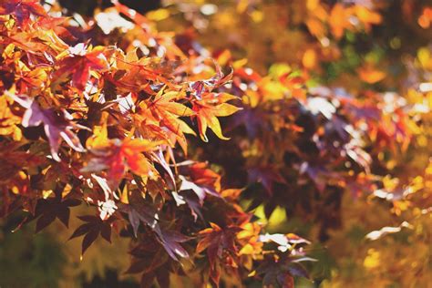 Free Images Nature Branch Sunlight Fall Flower Foliage Autumn
