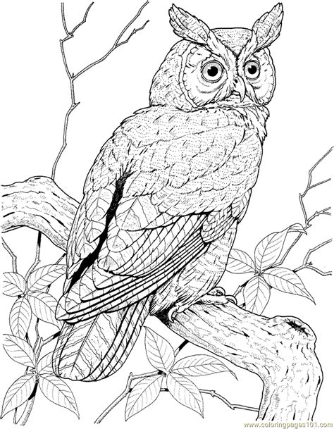 Owl Coloring Page Free Owl Coloring Pages