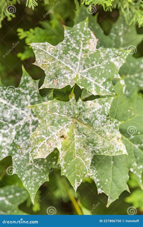 Withered Leaf Of A Plant After Treatment With Pesticides Stock Photo