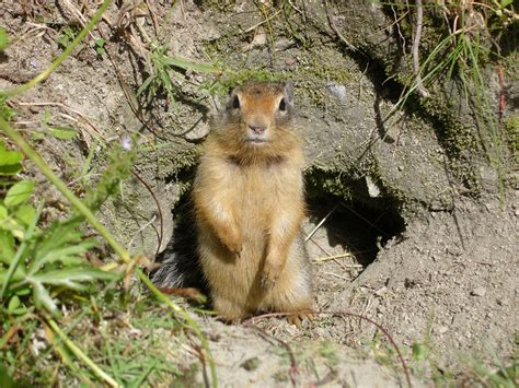 Filecolumbian Ground Squirrel Rogers Pass Wikimedia Commons