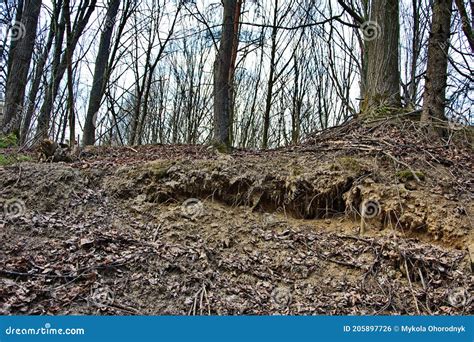 Exposed Tree Roots Soil Erosionloess Rock Slope Wall In Natural