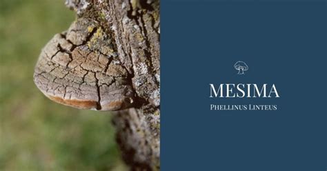See all mesima mushroom products. Phellinus Linteus or Mesima Mushroom: Health Benefits [And ...