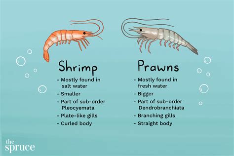 Shrimps, prawns, and lobsters all are different. The Difference Between Shrimp and Prawns