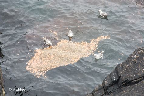 Shetland Storm Force Photography Seabird Decline
