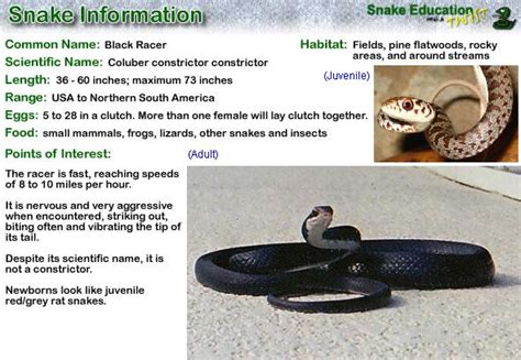 Black Racer Snake Education With A Twist