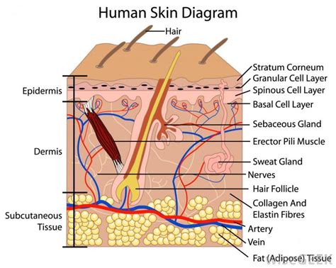 Continue with more related things such frog muscles labeled, skin structure diagram unlabeled and human cell structure. human skin cells labeled - Google Search (With images ...