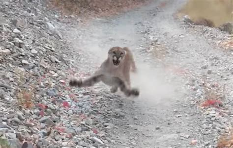This Video Of A Cougar Stalking A Man Is Absolutely Terrifying Bgr