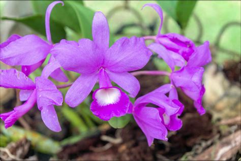 National Flower Guaria Morada Orchid And National Flower Flickr