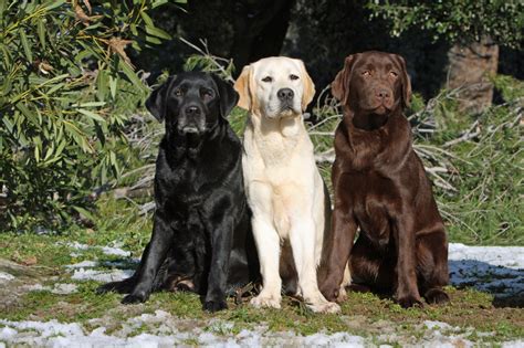 Labrador retrievers, more commonly known as labradors or 'labs', love to be with their family. Labrador Retriever Características | zooplus Magazine de Cães