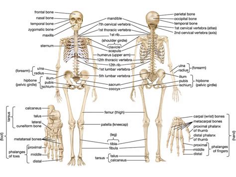 Bone Marrow Immune System Diagram