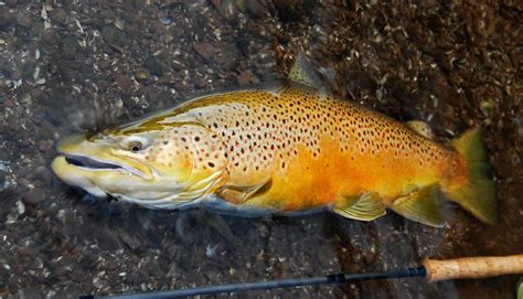 2007 Fall Fly Fishing Trip Photography Fish Brown Trout