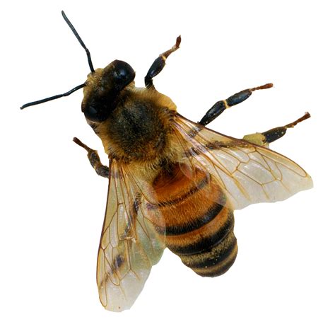 Bumblebee Insect Png Png Mart