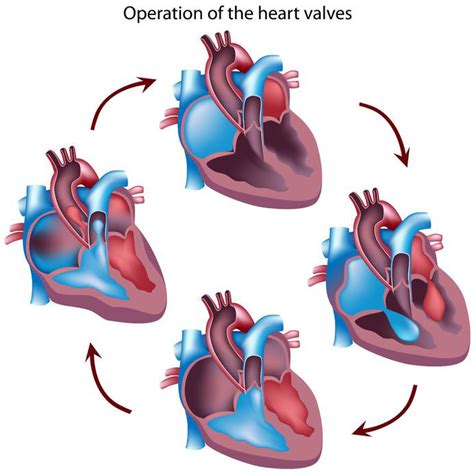 Heart Basics Highland Hospital University Of Rochester Medical Center