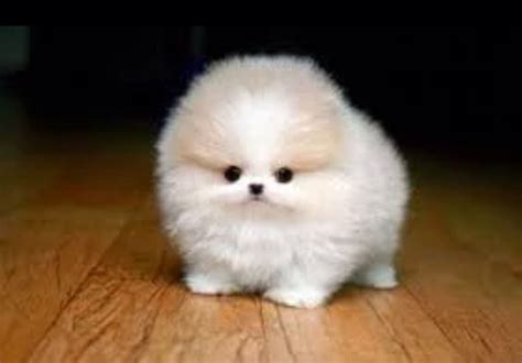 Small And Fluffy Teacup Pomeranian Puppy Cute Teacup Puppies Cute