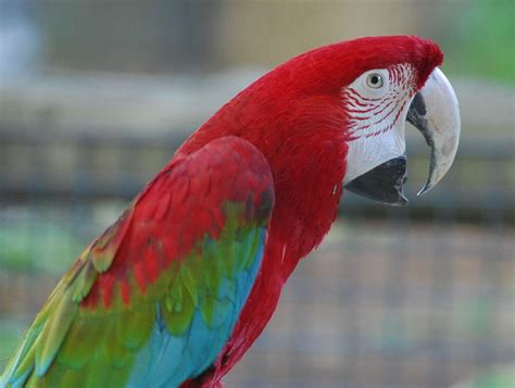 Types Of Macaws To Consider As A Pet