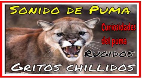 Sonido Puma Rugido Cougar Sound Youtube