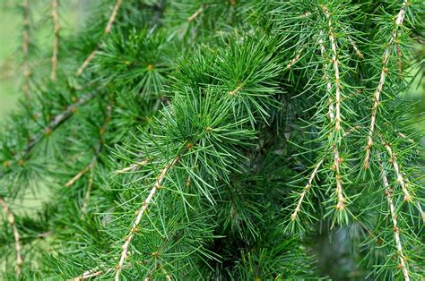 15 Different Types Of Cedar Trees Animascorp