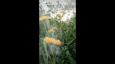 Flowers Show On Tik Tok Youtube