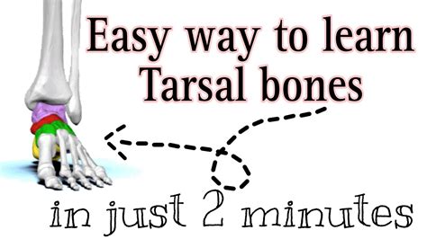 Learn Tarsal Bones In Easy Way With Mnemonicstarsalbones Footbones
