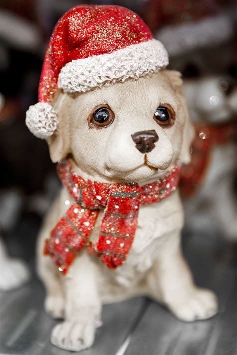 Puppy In Santa Hat Free Stock Photo Public Domain Pictures