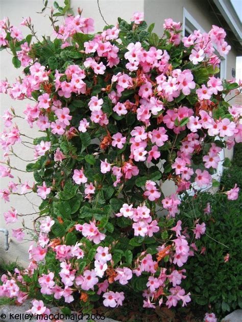 You can still have beautiful flower beds without spending a lot of time maintaining them. Fast growing vine for summer color - Mandevilla 'Alice ...