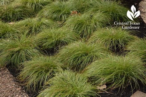 Texas Sedge Carex Texensis This Looks Great Planted In Masses The