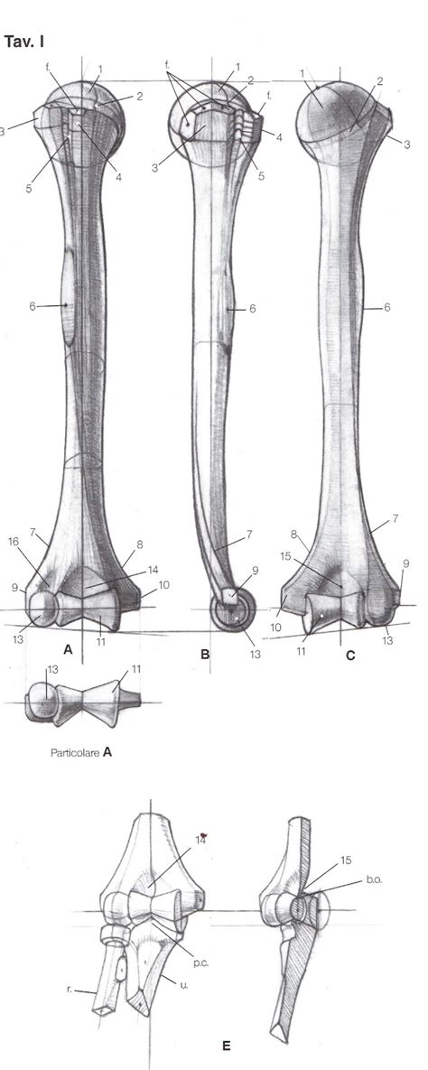 Foundation Figure Day 9 Humerus And Muscles Of The Upper Arm