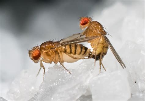 drosophila melanogaster fruit fly genetics my xxx hot girl