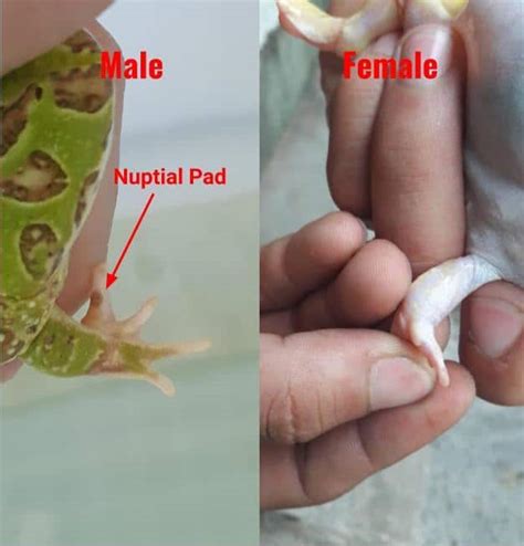 How To Determine Pacman Frog Gender Ways To Tell Male Or Female