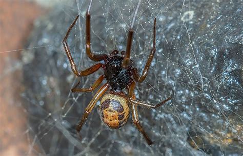 How Dangerous Are False Widow Spiders Natural History Museum