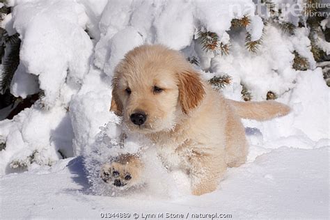 63 Golden Retriever Cute Puppies Snow L2sanpiero