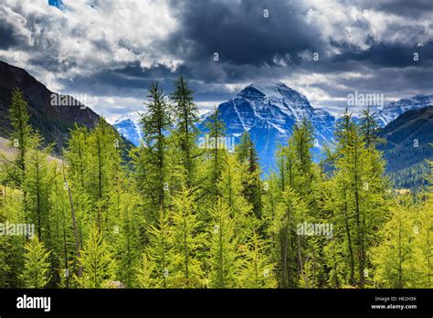 Mount Temple Rises Above A Forest Of Alpine Larch Larix Lyallii On The