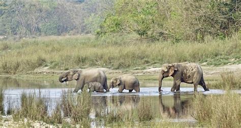 Discover Untouched Wildlife 4 Day Bardia National Park Jungle Safari Adventure In Nepal