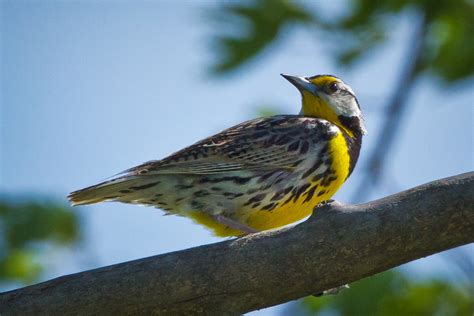 Feather Tailed Stories Eastern Meadowlark