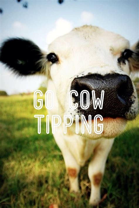 Go Cow Tipping Animals Cute Cows Cow