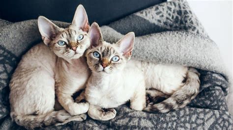 10 Adorable Hypoallergenic Cat Breeds Lelu And Bobo