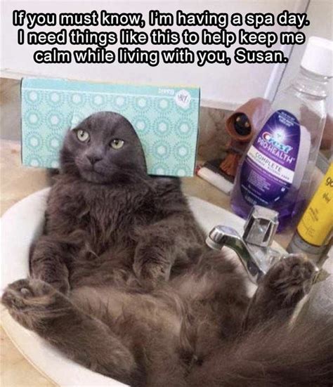 30 Funny Cat Memes Thatll Leave You Smiling The Entire Day