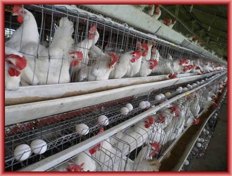 How To Start Layer Poultry Farming Business