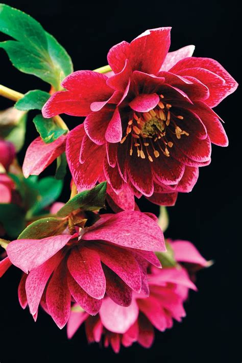 111 Best Hellebores Winter Rose Images On Pinterest Beautiful Flowers