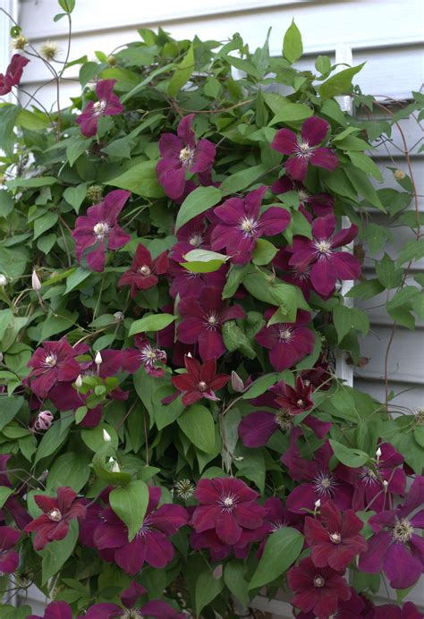 From The Soil Clematis Rouge Cardinal