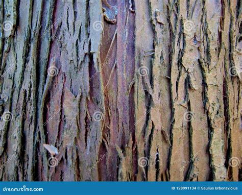 Texture Of Old Bark Of Thuja Tree Stock Photo Image Of Closeup