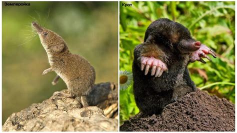 How To Identify A Shrew Or A Mole